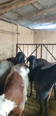 Qurbonlikka qo'y,qo'chqorlar