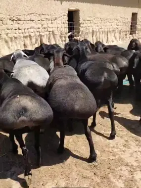 Qo'chqor, Qo'y Qurbonlik uchun eng zo'rini niyat qiganlaga