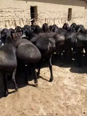 Qo'chqor, Qo'y Qurbonlik uchun eng zo'rini niyat qiganlaga