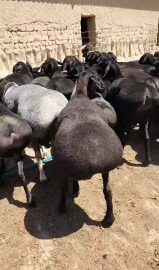 Qo'chqor, Qo'y Qurbonlik uchun eng zo'rini niyat qiganlaga