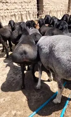 Qo'chqor, Qo'y Qurbonlik uchun eng zo'rini niyat qiganlaga