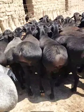 Qo'chqor, Qo'y Qurbonlik uchun eng zo'rini niyat qiganlaga