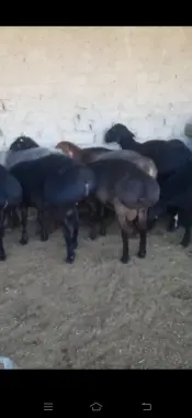 Qurbonlikka va toʻy marosimlariga sifatli qoʻchqorlar bor