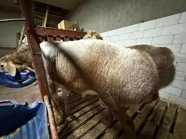 Qurbonlikka qochqorlar sotiladi