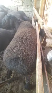 Qo'y lar qurbonlika aqiqa marosimlarga