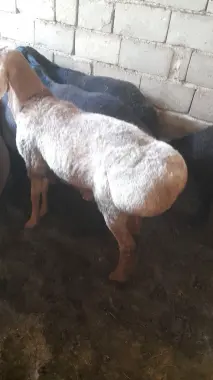 Qo'y lar qurbonlika aqiqa marosimlarga