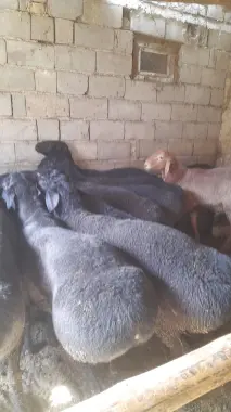 Qo'y lar qurbonlika aqiqa marosimlarga