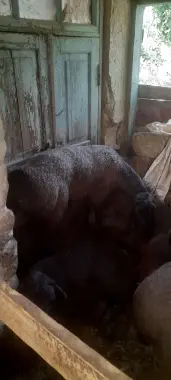 Qo'y lar qurbonlika aqiqa marosimlarga