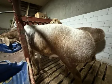 Qurbonlikka qochqorlar sotiladi