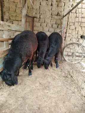 Qurbonlik uchun qochqorlar sotiladi