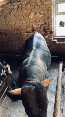 BUQA qurbonlikga 2dona uyda boqilgan