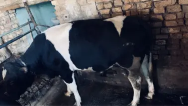 BUQA qurbonlikga 2dona uyda boqilgan