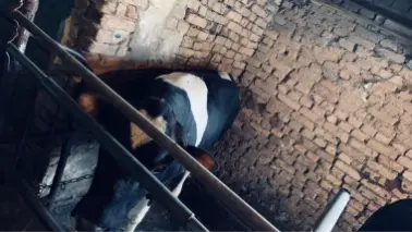 BUQA qurbonlikga 2dona uyda boqilgan