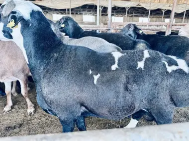 Qurbonlik uchun Qo’chqor qochqor кочкор кучкар